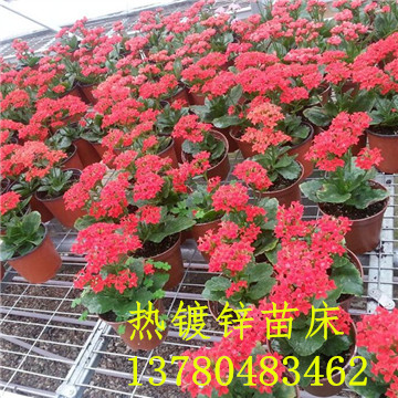 <a href='/' target='_blank'><a href='http://www.hbzengmao.com/miaochuangsheshi/203.html'target='_blank'>花架网</a></a>