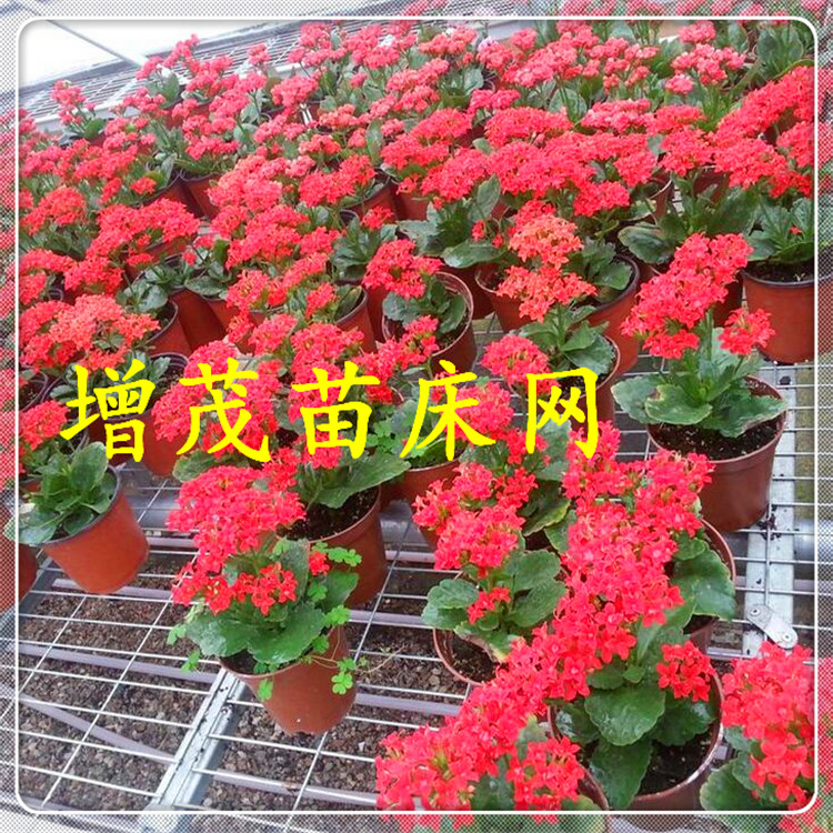 <a href='/' target='_blank'><a href='http://www.hbzengmao.com/miaochuangsheshi/203.html'target='_blank'>花架网</a></a>镀锌网片