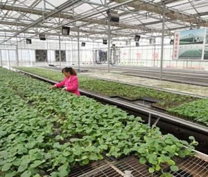 深圳温室育苗设备